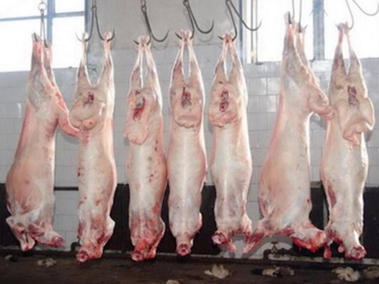 Monqol quzularının kəsilmə şəraiti  "Ən çox restoranlar alır"  VİDEO