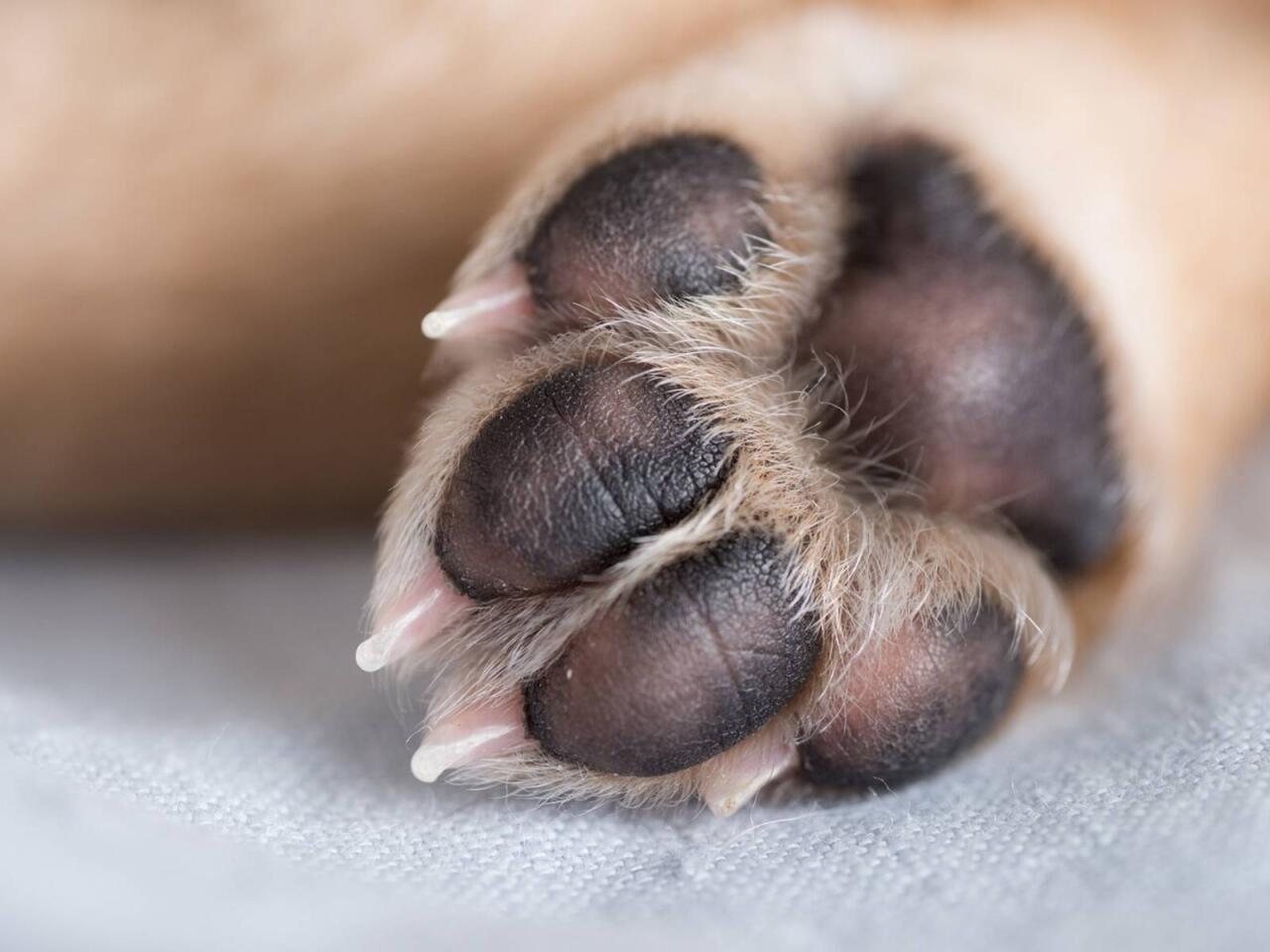 Yeni infeksiya yayılır  İtlərdən keçir