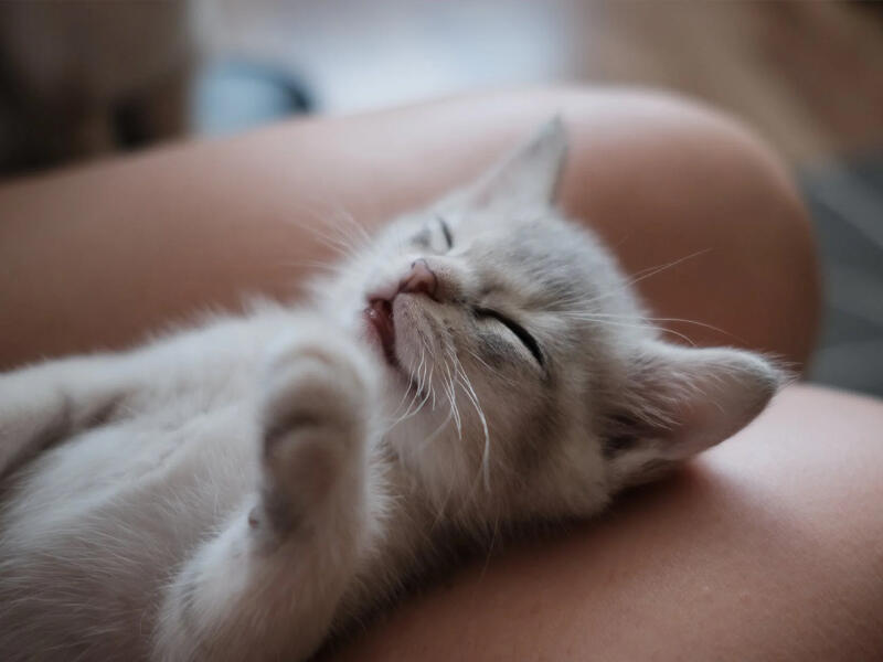 Ev heyvanlarından insana ke&ccedil;ən xəstəliklər  Həkim A&Ccedil;IQLADI