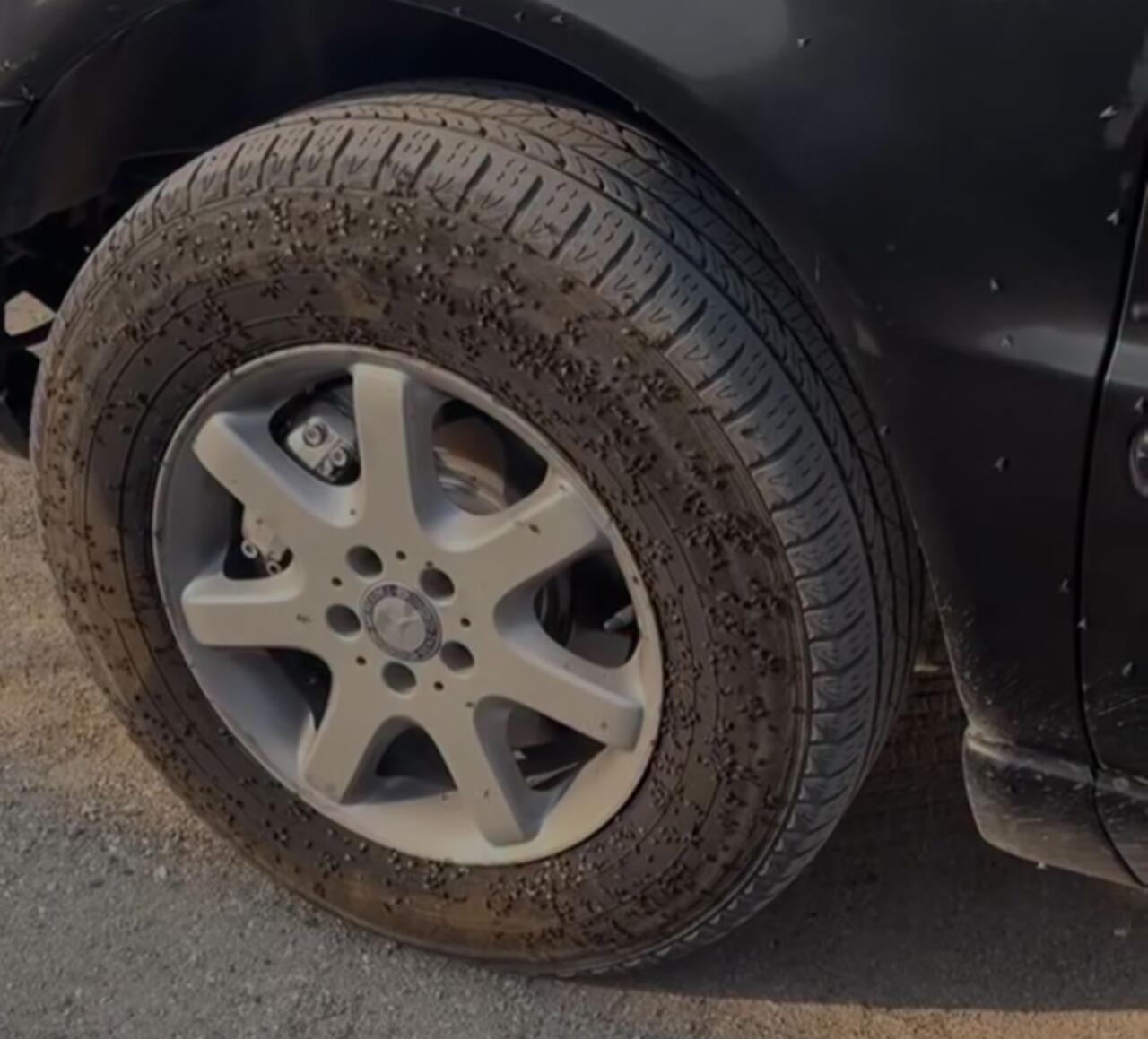 Bakıda "Milçək yağışı"  VİDEO