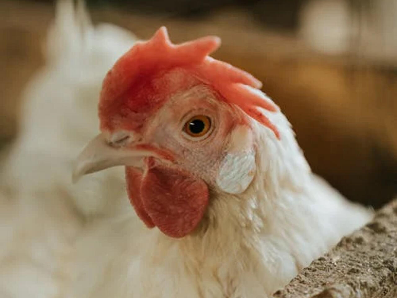 "Toyuğun başını və ayağını yenidən toyuqlara yem kimi verirlər?