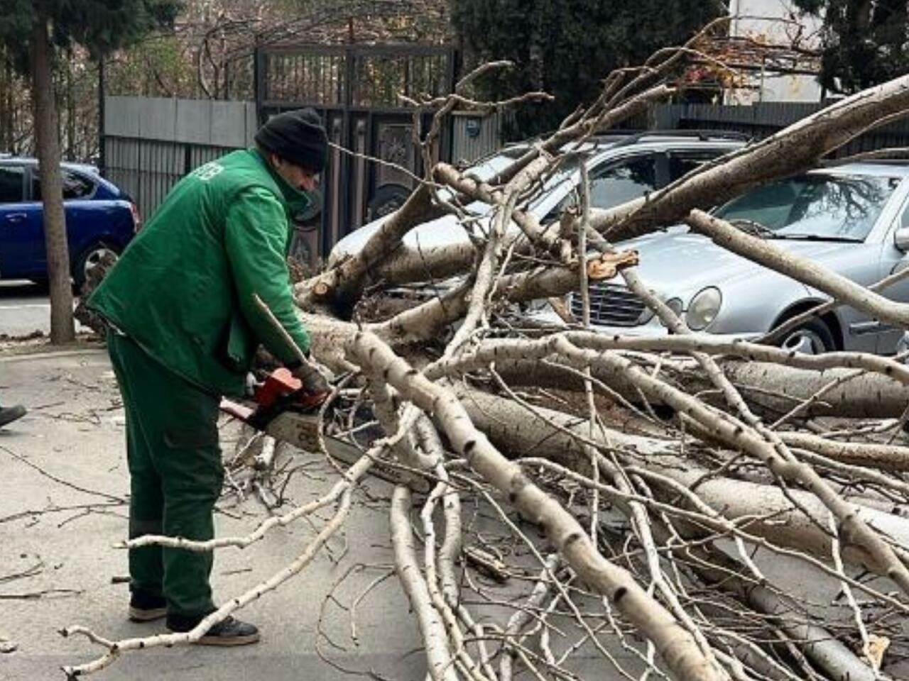 G&uuml;cl&uuml; k&uuml;lək səbəbindən 9 ağac sınıb 