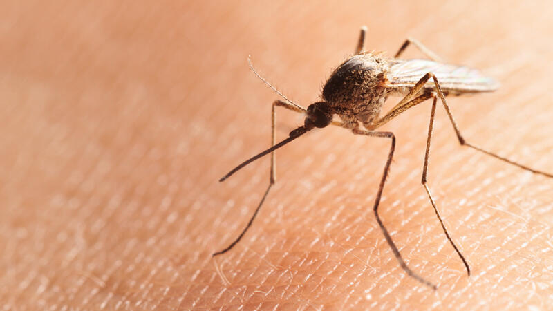 Bu ağcaqanadlar təhlükəlidir  Xəstəlik yayırlar