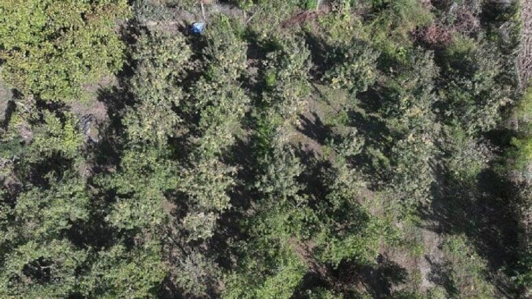 Bərəkətsiz torpaqlarda belə bitir – Hər ağacdan 25 kilo məhsul alınır