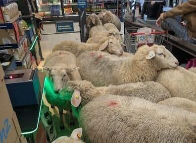 Qoyun s&uuml;r&uuml;s&uuml; marketi birbirinə qatdı 