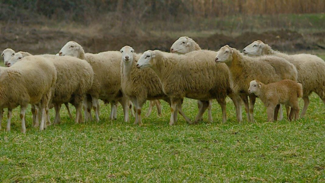 Heyvanı qamçı ilə döyən çoban məsuliyyətə cəlb edildi 