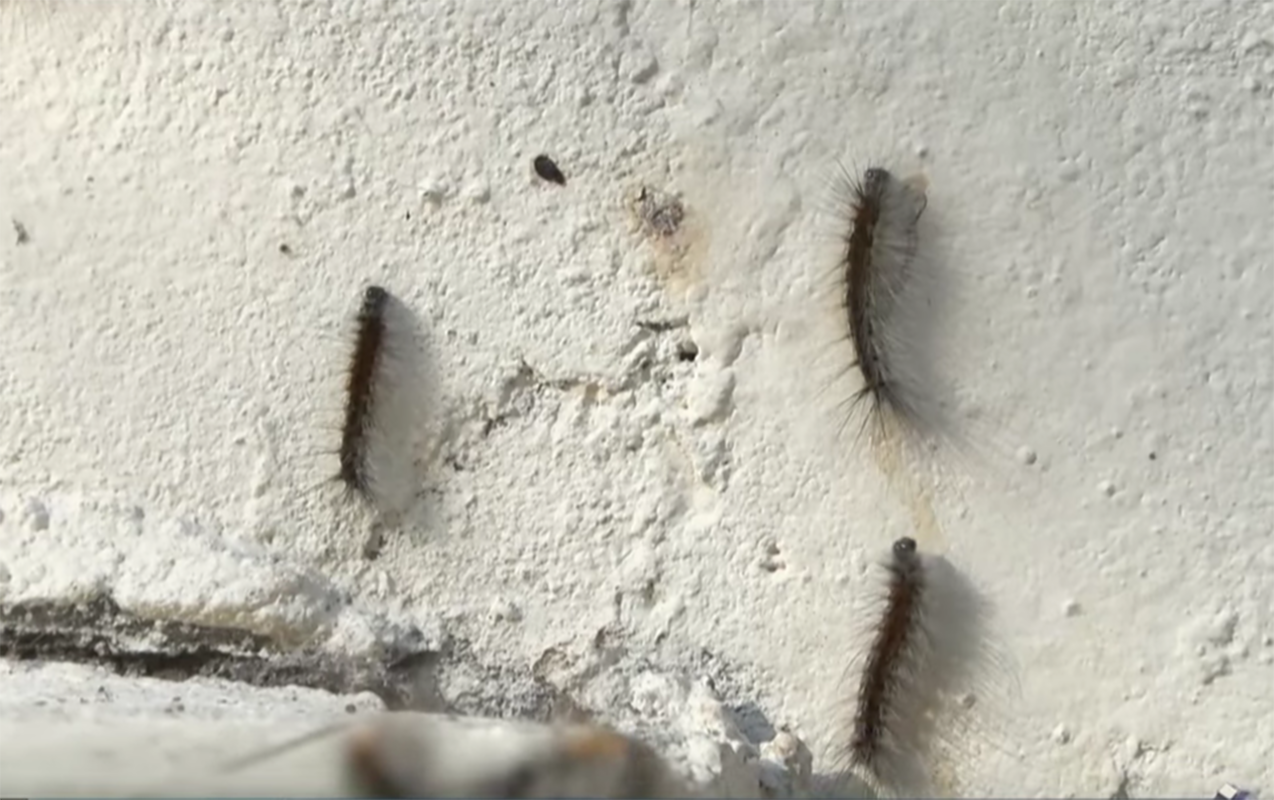 Sakinləri təşvişə salan qurdların sirri açıldı