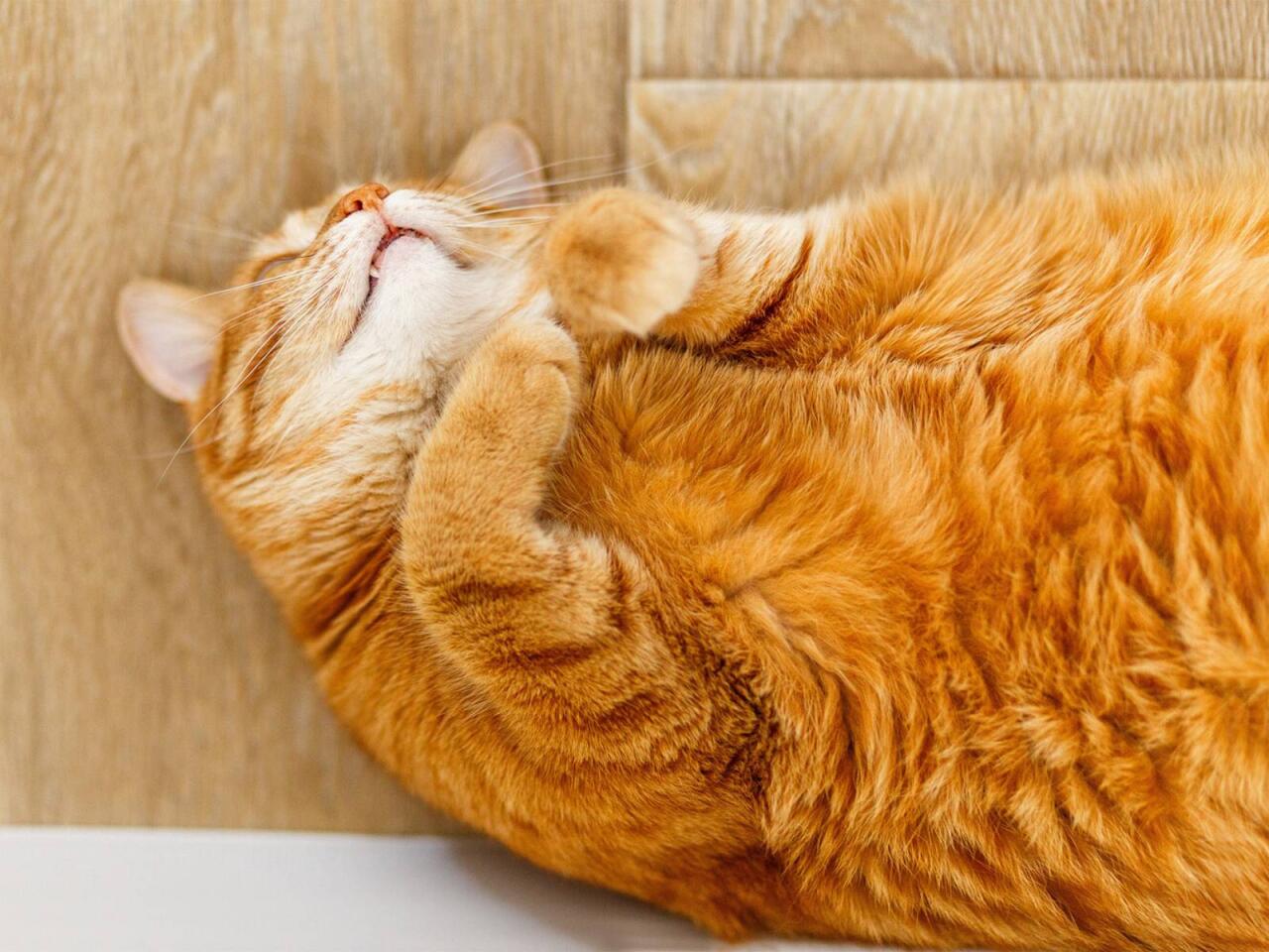 M&uuml;ayinəyə gətirilən pişik klinikanın altını&uuml;st&uuml;nə &ccedil;evirdi  baytarların başına OYUN A&Ccedil;DI 