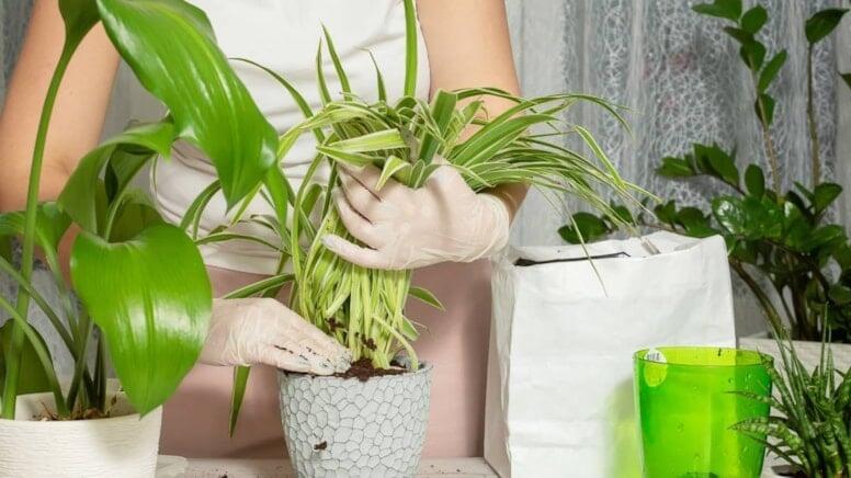 Sinirləri sakitləşdirməyə k&ouml;mək edən ən yaxşı &ccedil;i&ccedil;əklər: Ev h&uuml;zurla dolur