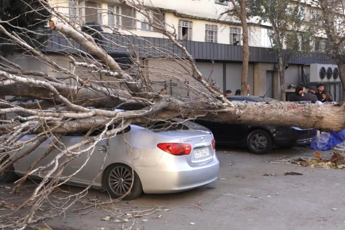 Bakıda irig&ouml;vdəli ağac maşının &uuml;zərinə aşdı: Xəsarət alan var