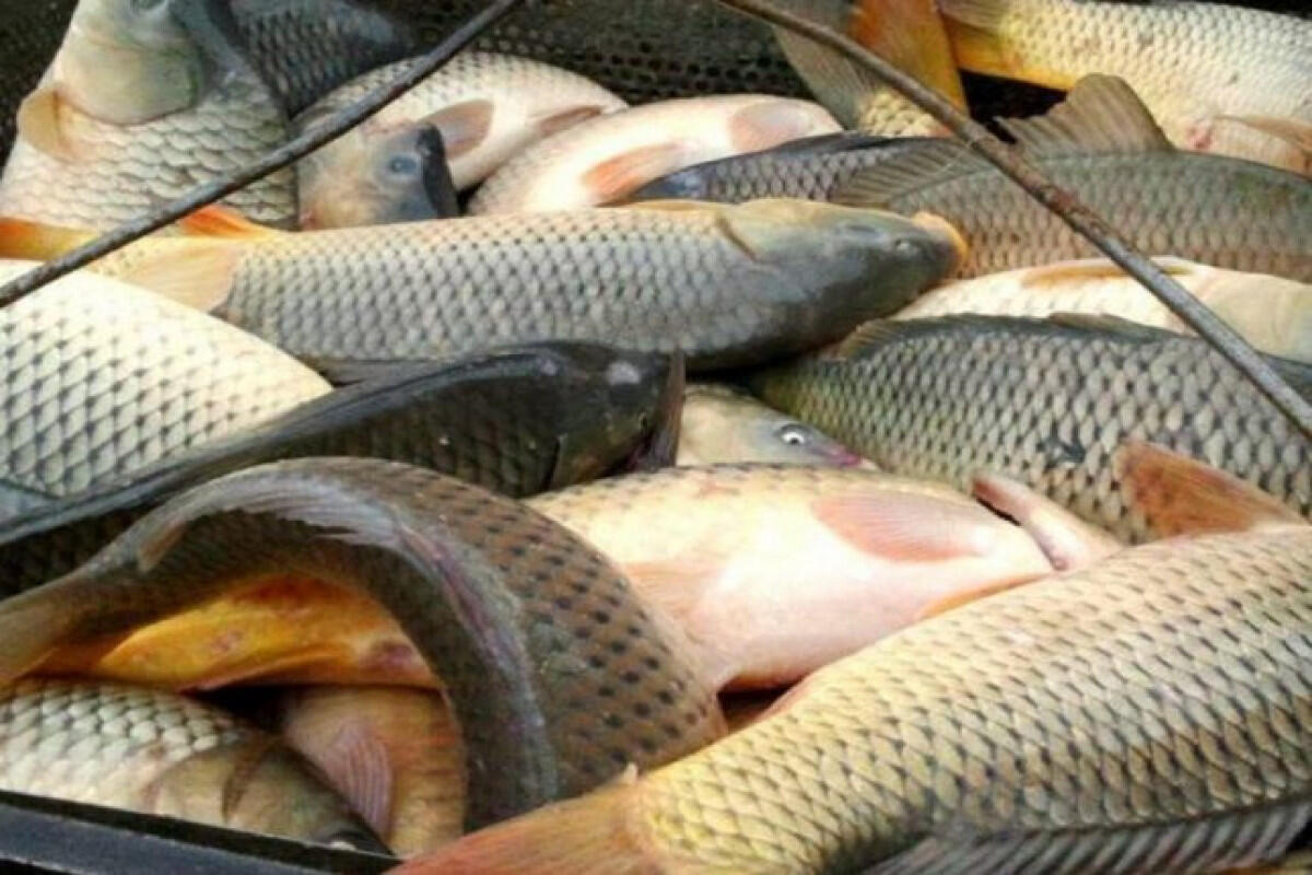 Məhəmmədi gölündə balıqlar kütləvi tələf olunur
