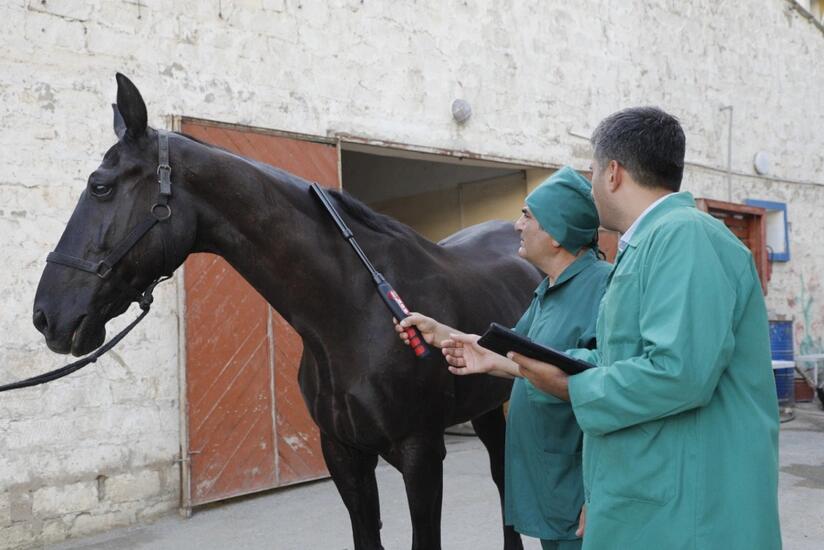 Azərbaycan atları Afrika xəstəliyindən azaddır &ndash; RƏSMİ