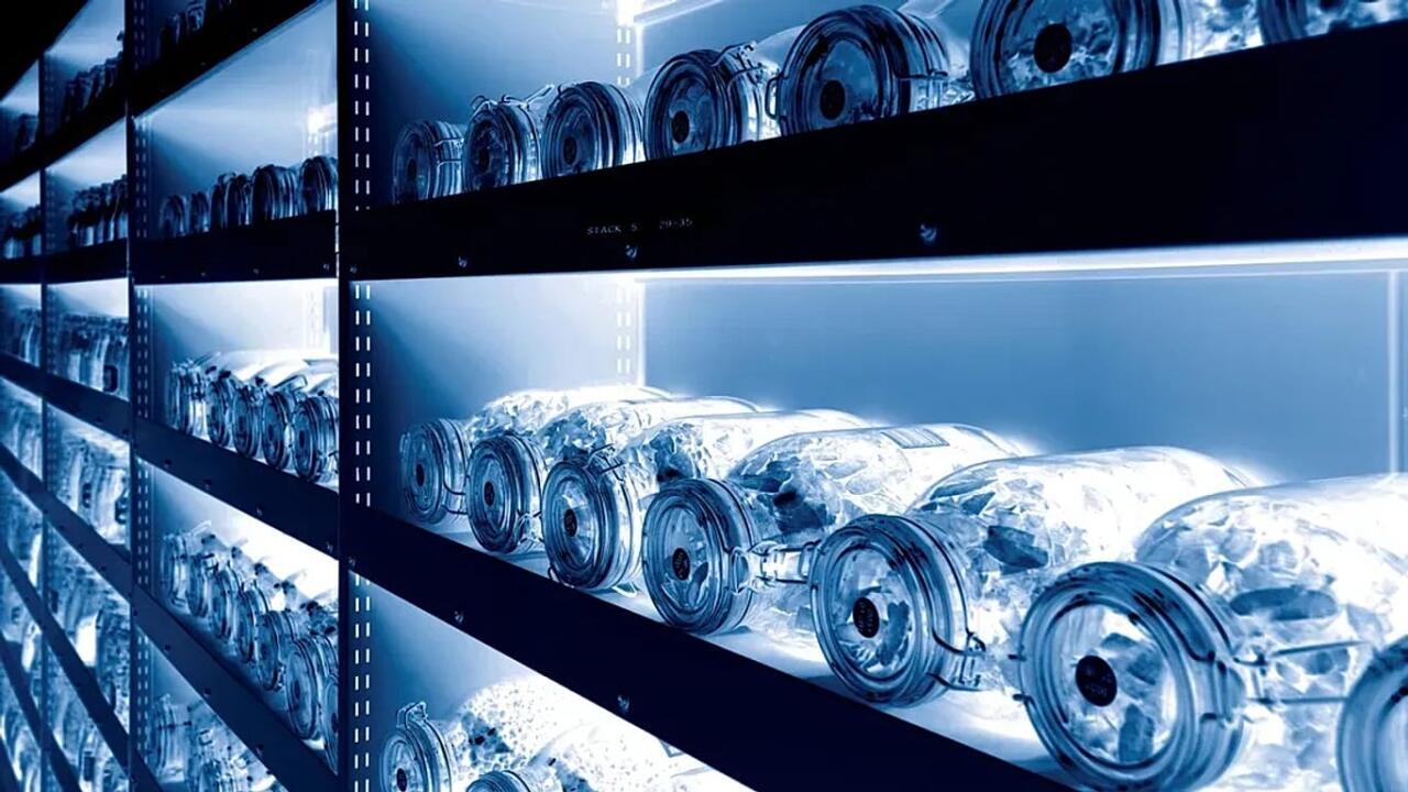 Alimlər "Qiyamət anbarı"nı a&ccedil;dı: Toxumlar sahəyə &ccedil;ıxır