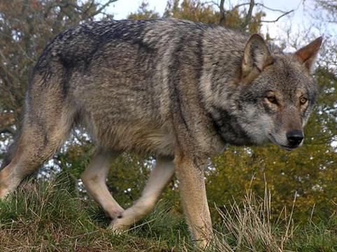 Ucarda canavarlar kəndə h&uuml;cum etdi