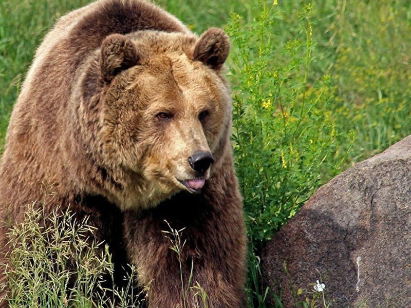 250 kqlıq ayı ABŞ sakininin zirzəmisində sığınacaq tapdı 
