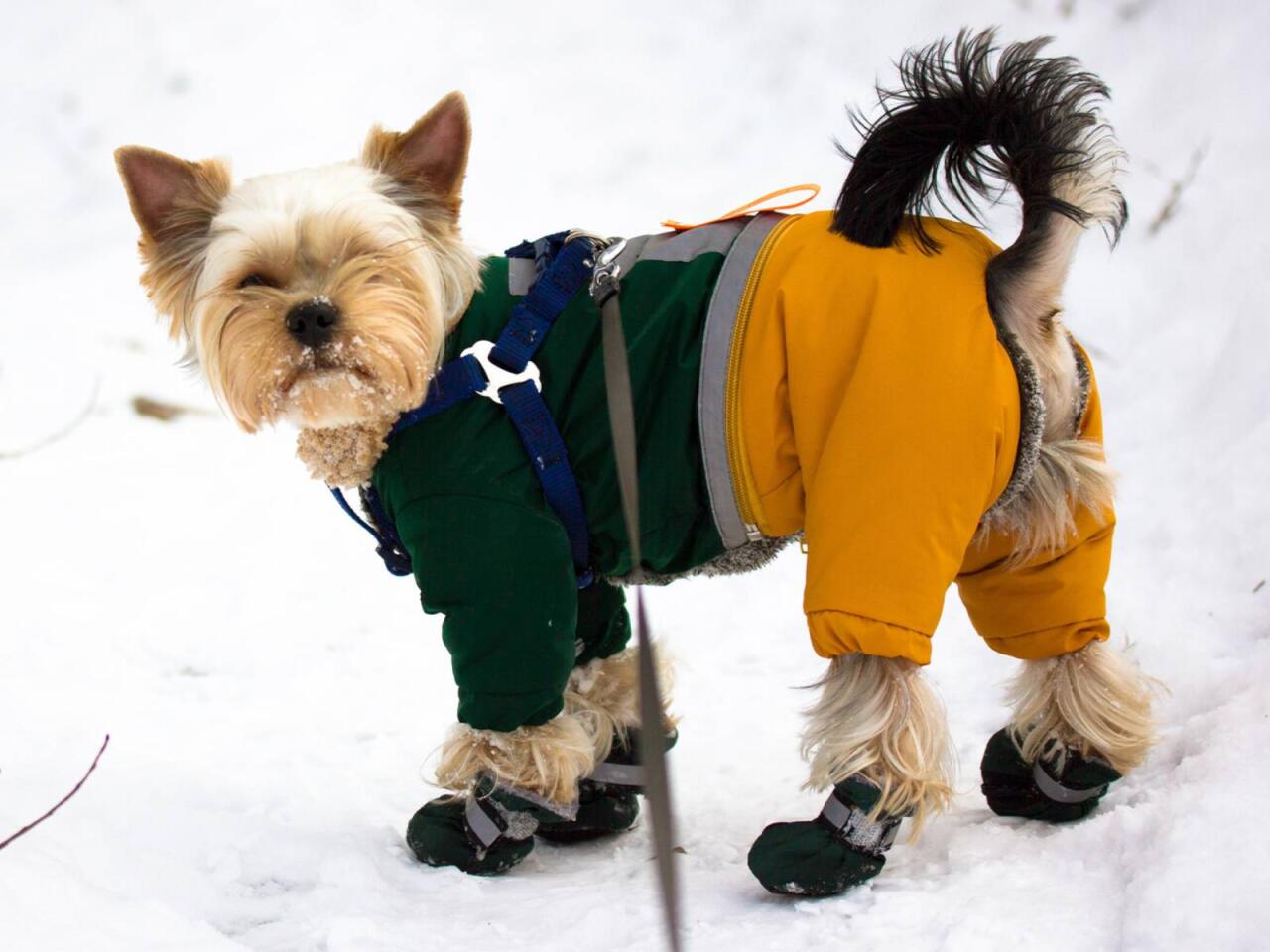 Qışda heyvanlara paltar geyindirmək lazımdır?  A&ccedil;ıqlama