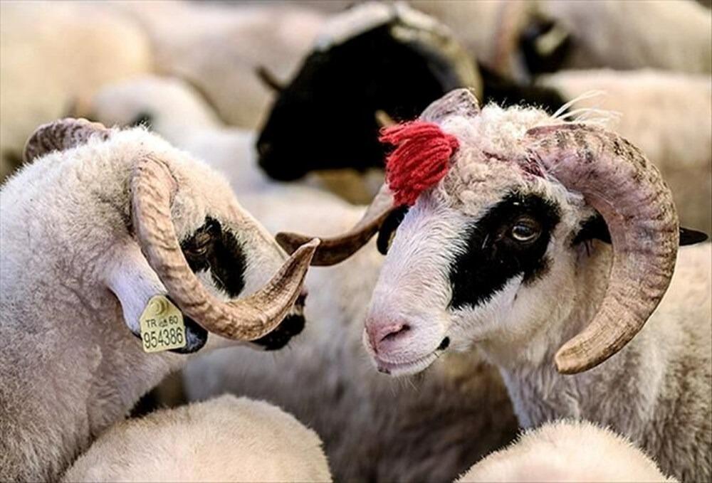 Qurbanlıq heyvanları bu ÜNVANLARDAN ala bilərsiniz