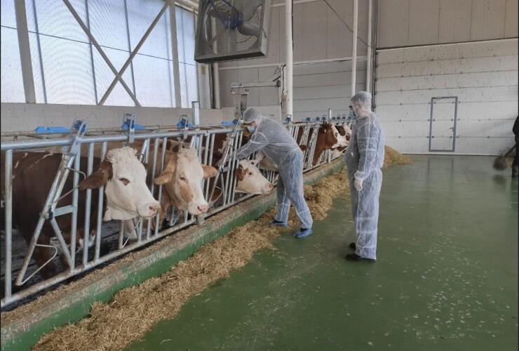 Azərbaycana 5,2 milyon doza dabaq peyvəndi gətiriləcək