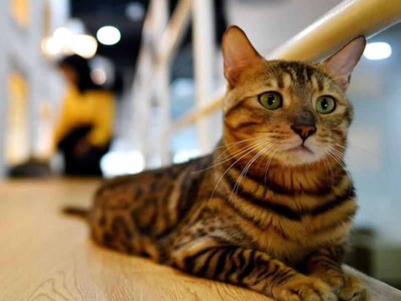 D&uuml;nyada ne&ccedil;ə pişik var?