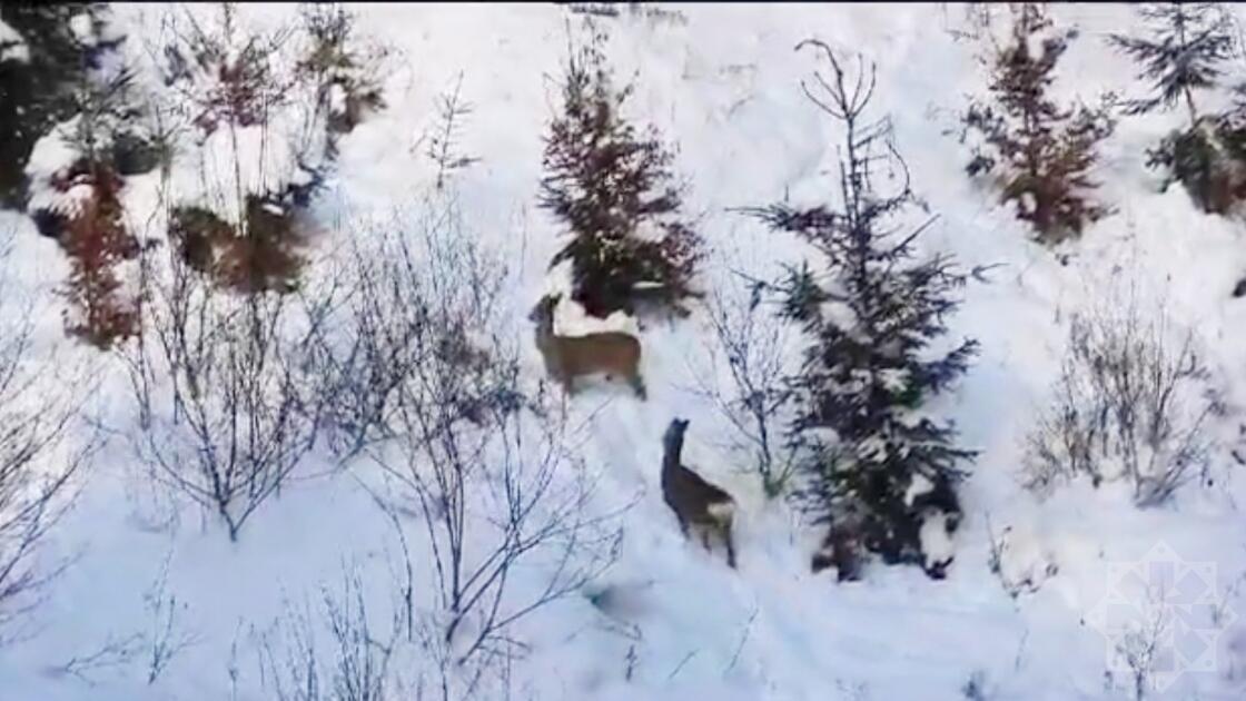 La&ccedil;ınŞuşa yolunda m&ouml;htəşəm g&ouml;r&uuml;nt&uuml;: qar &uuml;st&uuml;ndə qa&ccedil;an c&uuml;y&uuml;rlər 