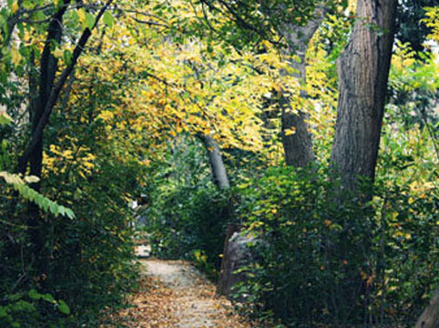 &ldquo;Mərkəzi Nəbatat və Dendrologiya Bağı&rdquo; MMC təşkil edilir