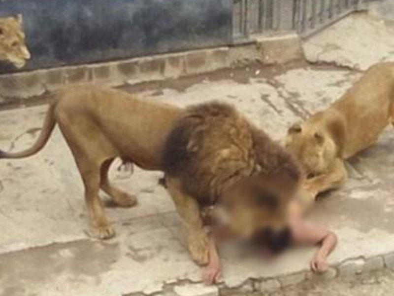 Hindistanda Asiya şirləri &uuml;&ccedil; g&uuml;ndə iki uşaq yeyiblər