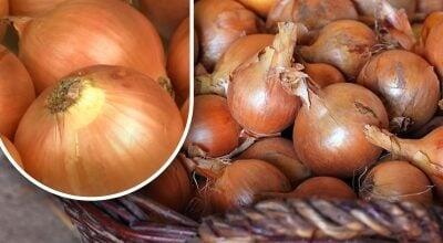 Soğanların yazadək c&uuml;cərməməsi &uuml;&ccedil;&uuml;n sadə &uuml;sul