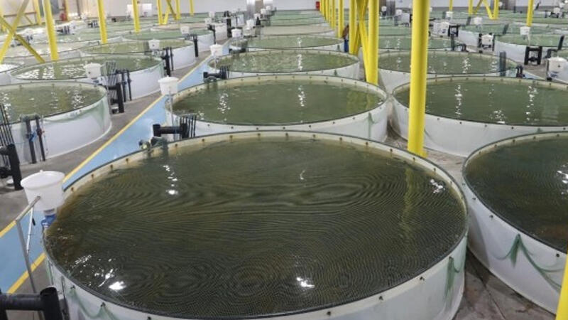 Köhnə təsərrüfatlar dirçələcək?