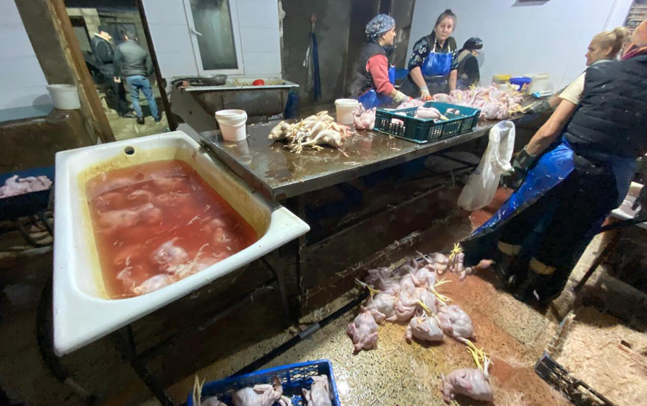 &ldquo;Kənd toyuqları&rdquo;nı bu vannalarda &ldquo;istehsal edirmişlər&rdquo; 