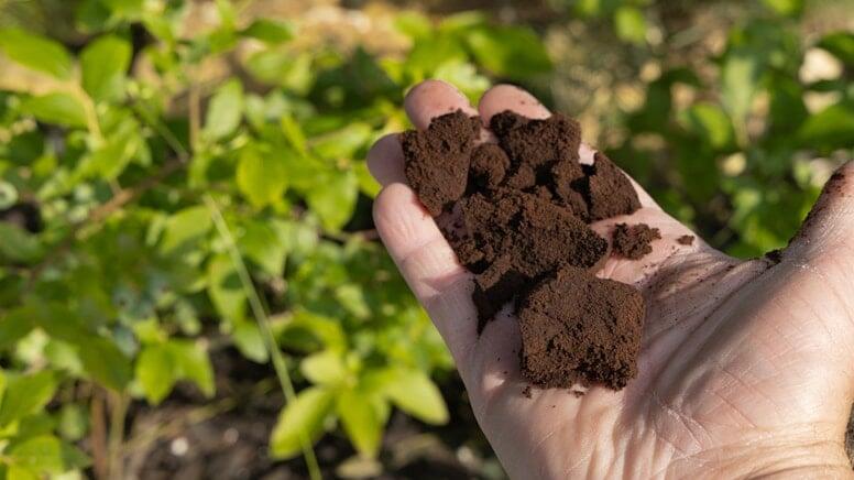 Buna g&ouml;rə qapı və pəncərə &ouml;n&uuml;nə qəhvə &ccedil;&ouml;k&uuml;nt&uuml;s&uuml; səpməlisiniz