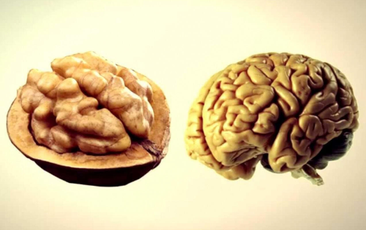 Orqanlarımızın &ldquo;əkizi&rdquo; olan