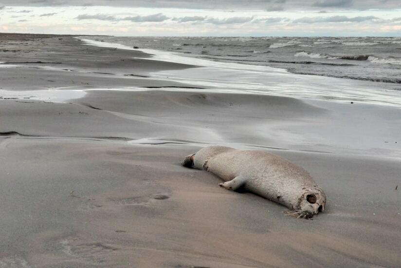 Xəzər sahilində yenidən &ouml;l&uuml; suitilər aşkar edildi