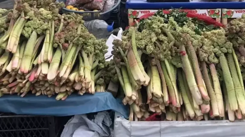 Xərçəngin müalicəsində yeni bitki  Şöhrəti ABŞyə qədər yayıldı