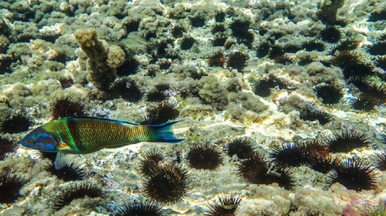 Dəniz kirpisi axtararkən 417 milyon manatlıq xəzinə tapdı