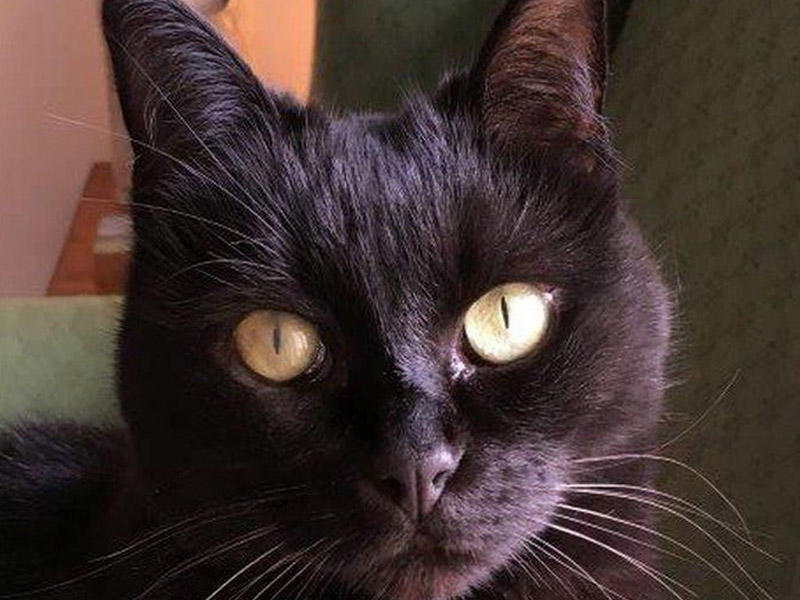 Məşhur pişik yemi qusma, halsızlıq, t&uuml;k t&ouml;k&uuml;lmə, g&uuml;cl&uuml; qaşınma, qaraciyərb&ouml;yrək problemi yaradır 