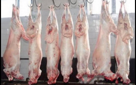 Monqol quzularının kəsilmə şəraiti  "Ən çox restoranlar alır"  VİDEO