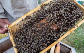 Azərbaycana təhl&uuml;kəli arılar gətirilib