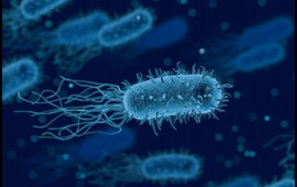 Süni intellekt bakteriyaları öldürən viruslar yaratdı  Tibbdə yeni dövr başlayır