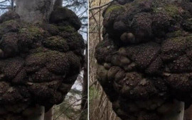 Ov&ccedil;u meşədə gəzərkən tapdı: Dəyəri qızıl ilə m&uuml;qayisə olunur