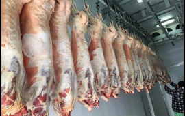 Bakıda satılan "monqol quzuları" təhl&uuml;kəsizdir?  A&Ccedil;IQLAMA