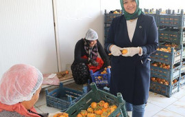 İşçidən sahibkarlığa: Xurmanın gücü ilə Kanada bazarına çıxdı 