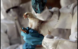 Mutasiya olunmuş quş qripi "COVID19"dan daha təhl&uuml;kəli ola bilər