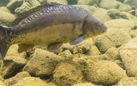 &Ccedil;inlilər balığın genini dəyişdirib s&uuml;m&uuml;ks&uuml;z etdilər