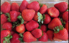 "Yavaşyavaş bizi öldürürlər"  VİDEO