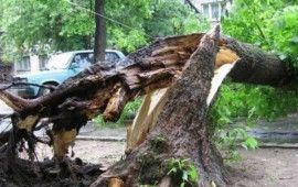 Bakıda k&uuml;ləyin fəsadları: İri ağaclar k&ouml;k&uuml;ndən aşdı