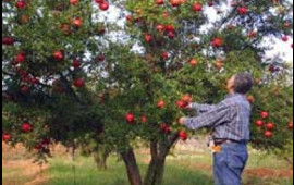 Yol kənarındakı meyvələri sakinlər yığa bilər?  AÇIQLAMA