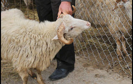Hansı heyvanları qurban kimi kəsmək olar?  AÇIQLAMA