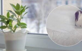 Plastik pəncərə altlığını ağardan vasitə