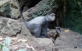 Alimlər yırtıcıların ölümcül virusları yarasalardan insanlara necə ötürdüyünü aşkar etdi