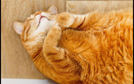 M&uuml;ayinəyə gətirilən pişik klinikanın altını&uuml;st&uuml;nə &ccedil;evirdi  baytarların başına OYUN A&Ccedil;DI 